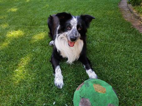 Afbeelding met gras, hond, buitenshuis, huisdier

Door AI gegenereerde inhoud is mogelijk onjuist.